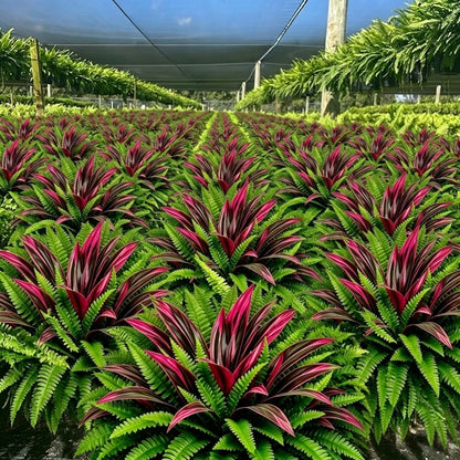 💥Summer Special🔥 Large UV-Resistant Artificial Fern & Red Dracaena Decorative Plants – Full, Lush & Fade-Resistant!